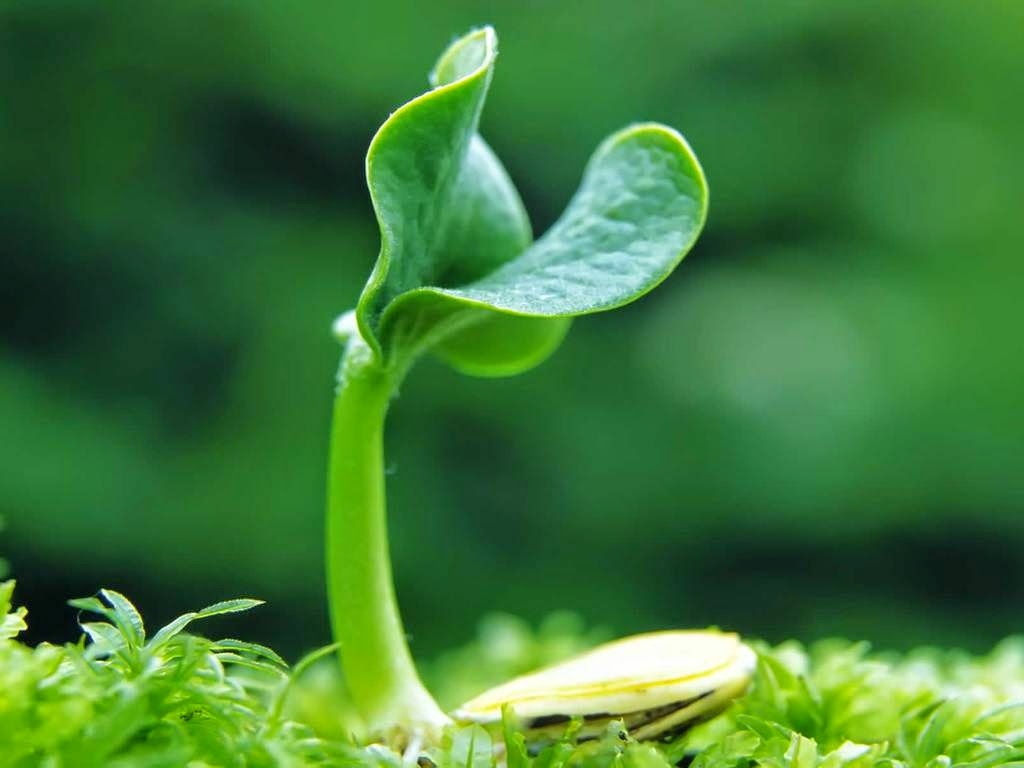 Best Documentary Channel Plants are Intelligent living things