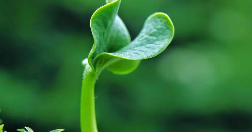 Best Documentary Channel Plants are Intelligent living things