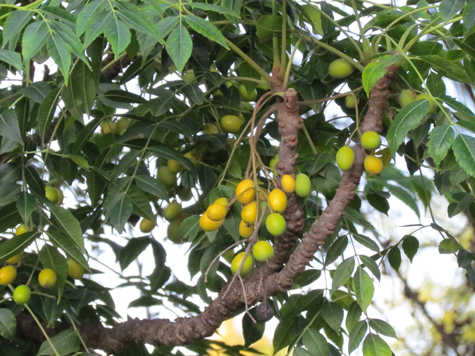 The Home Manager's Junction Neem Cure for lice and dandruff ( Anti