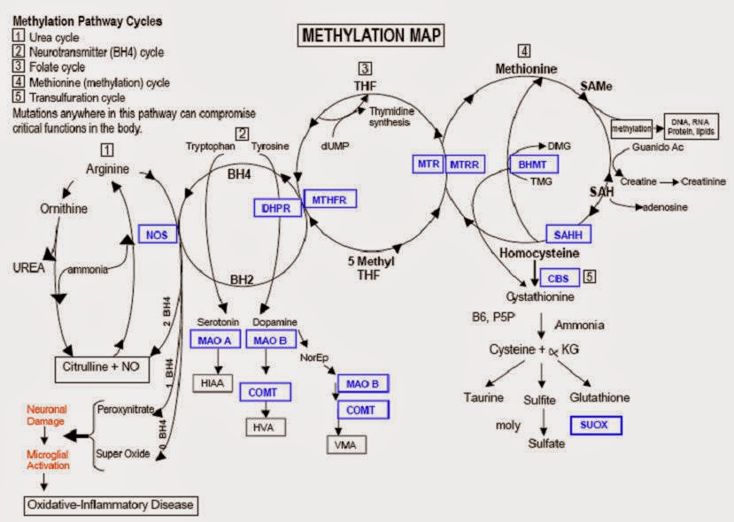 Methylation Pathway Chart