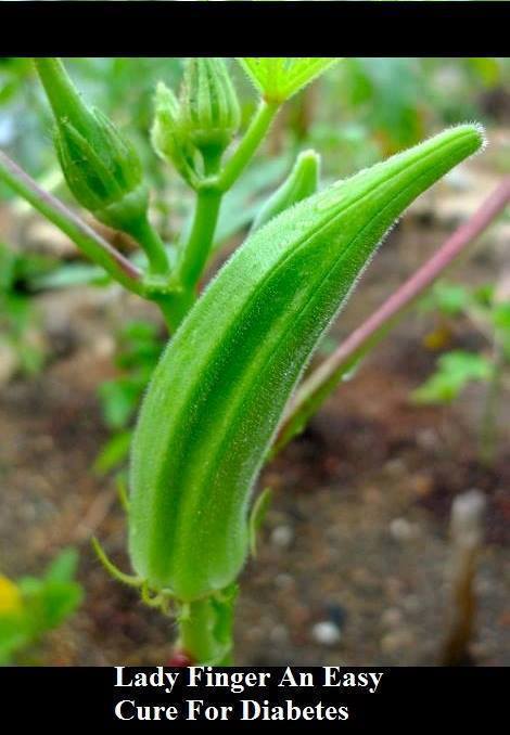 Life Style: Lady Finger An Easy Cure For Diabetes