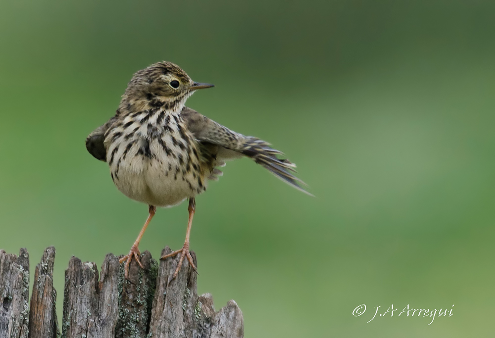 Bisbita común, Anthus pratensis, Meadow Pipit Bisbita común, Anthus pratensis, Meadow Pipit