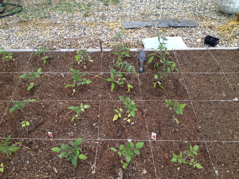 26+ Comely Square Foot Gardening Tomatoes Inspiratif Design