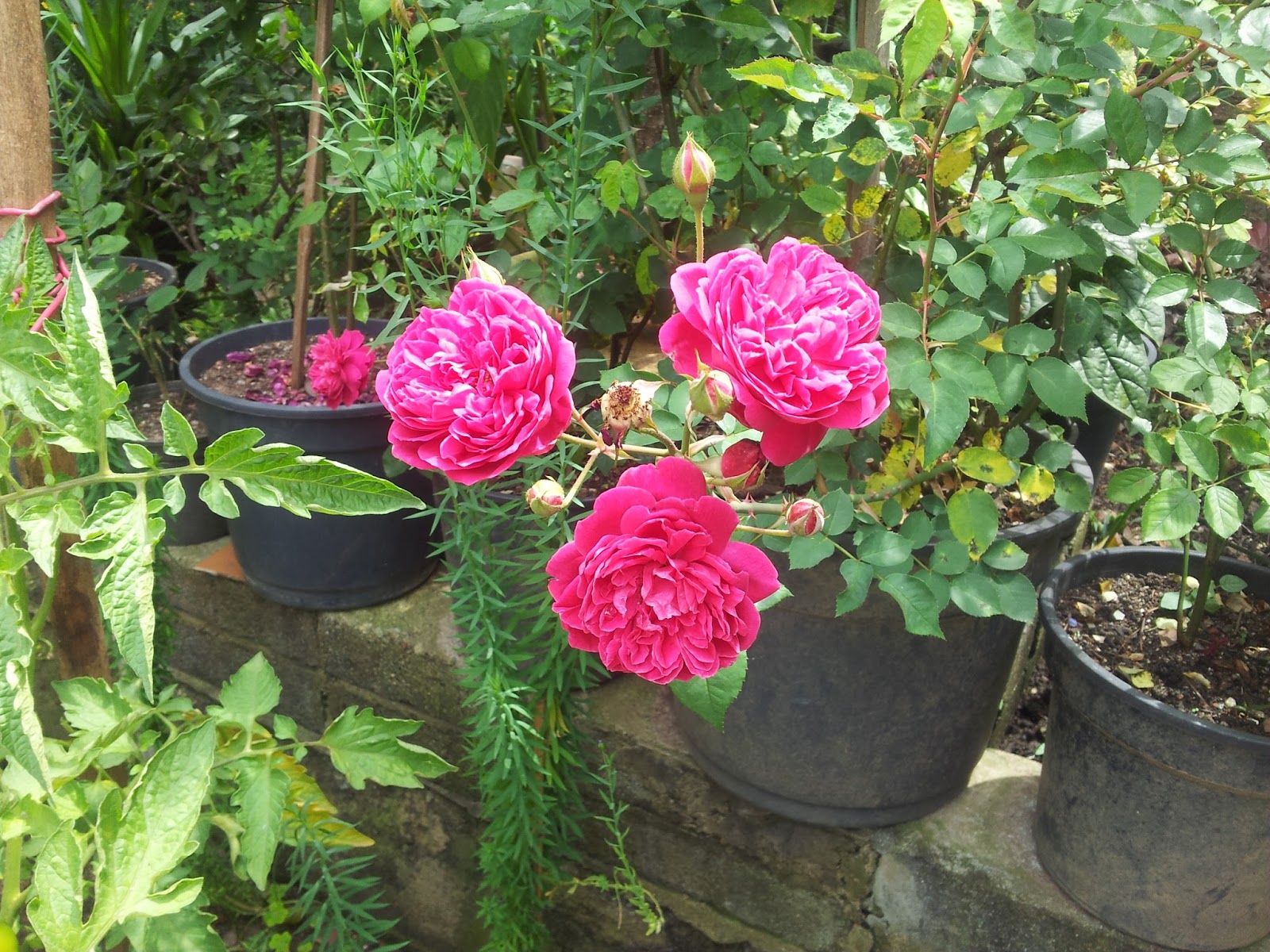 cultivo rosas jardim:Rosas – Cultivo e manutenção cultivo rosas jardim:Rosas – Cultivo e manutenção