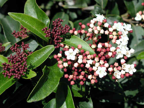 Oh 77 Spring And Summer Plant Identification Viburnum X Davidii