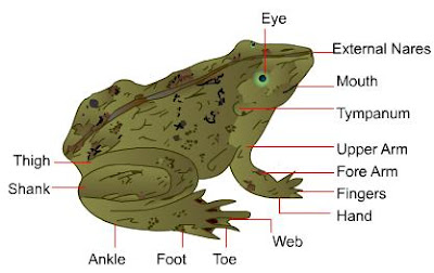frog body parts frog body parts