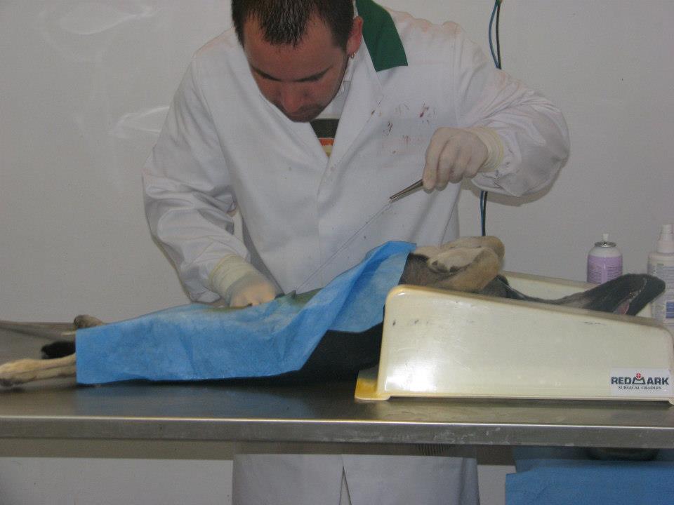 Dog Sterilization Work