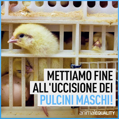 Stop Strage Pulcini. Gli Orrori della Produzione di Uova. Firma petizione Animal Equality.