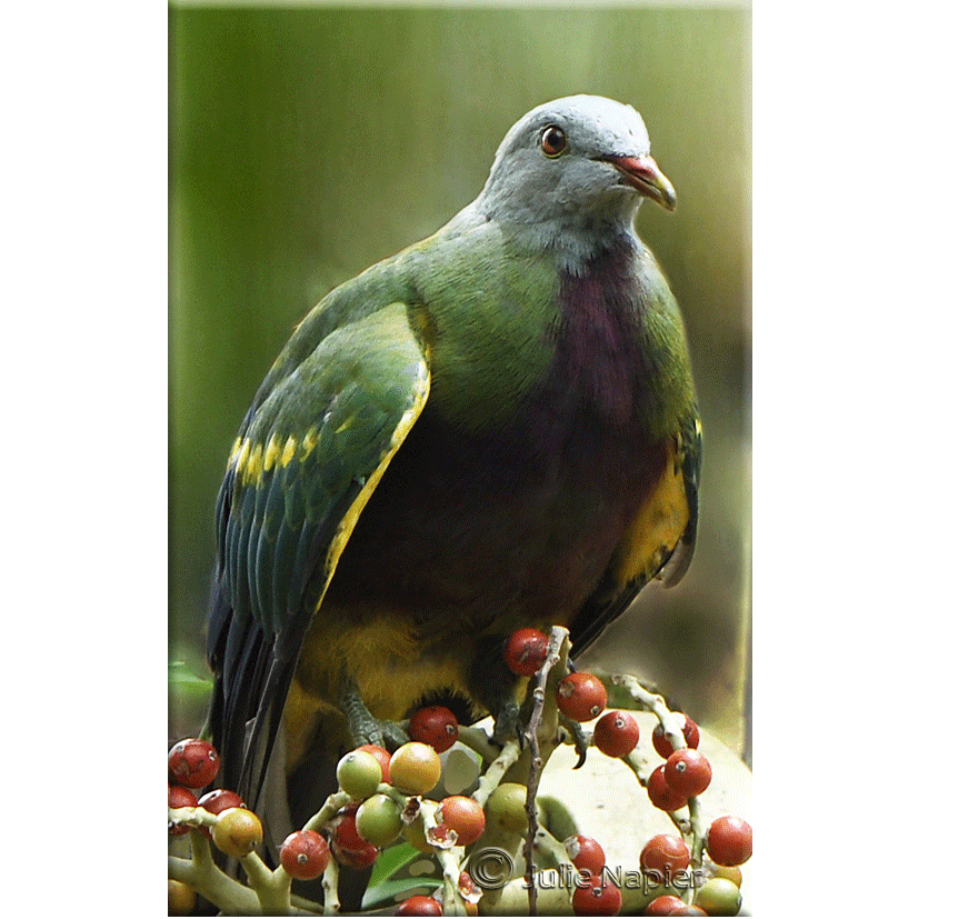 Wompoo Fruit Pigeon 1