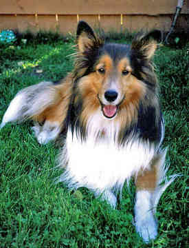 Shetland Sheepdog