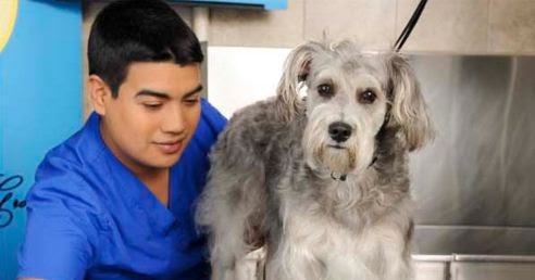 Grooming for Dogs in New York: Choosing a professional dog groomer in Bronx for your lovely dog