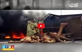 Saudi Arabia, YouTube, Accident, Camel, Burn Alive,