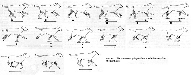 Run Cycle Reference