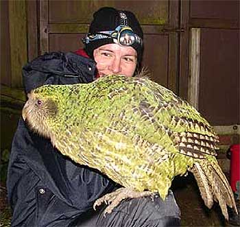 kakapo chick