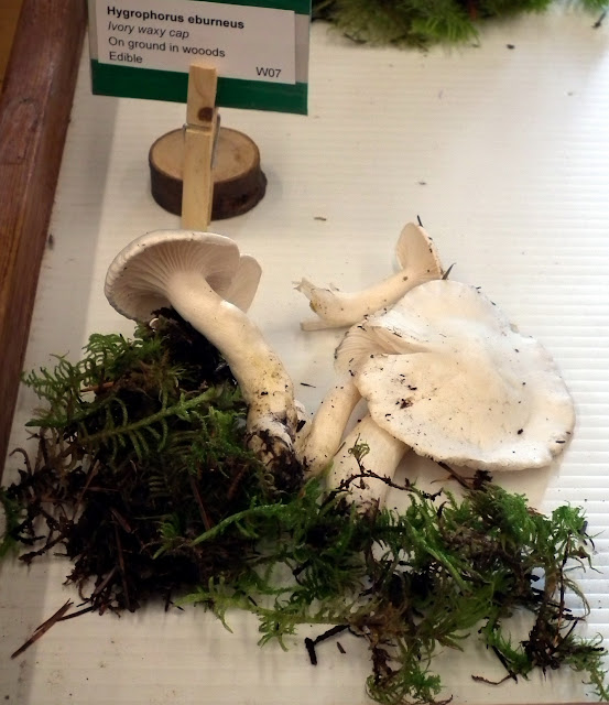 Hygrocybe Miniata - edible mushrooms