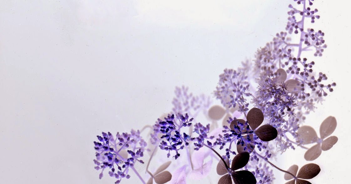 Proven Winners Colorchoice Plant Of The Week Plant Of The Week