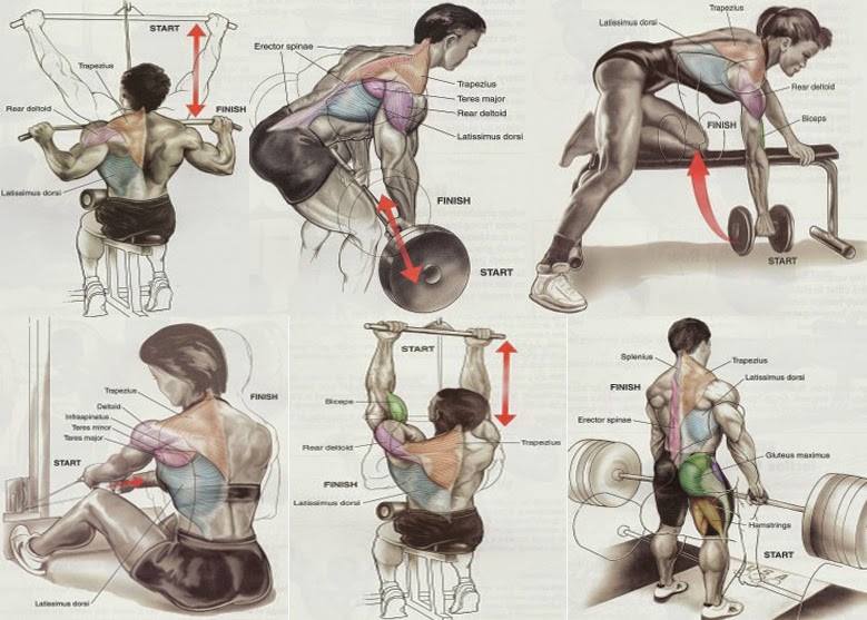 Back Workout Chart Image