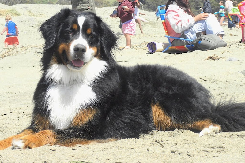 photo of bayla on the beach sitting on sand, with various kids and people sitting behind her