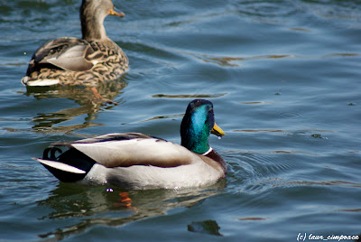 Rata Duck Pato Canard Änte Πάπια