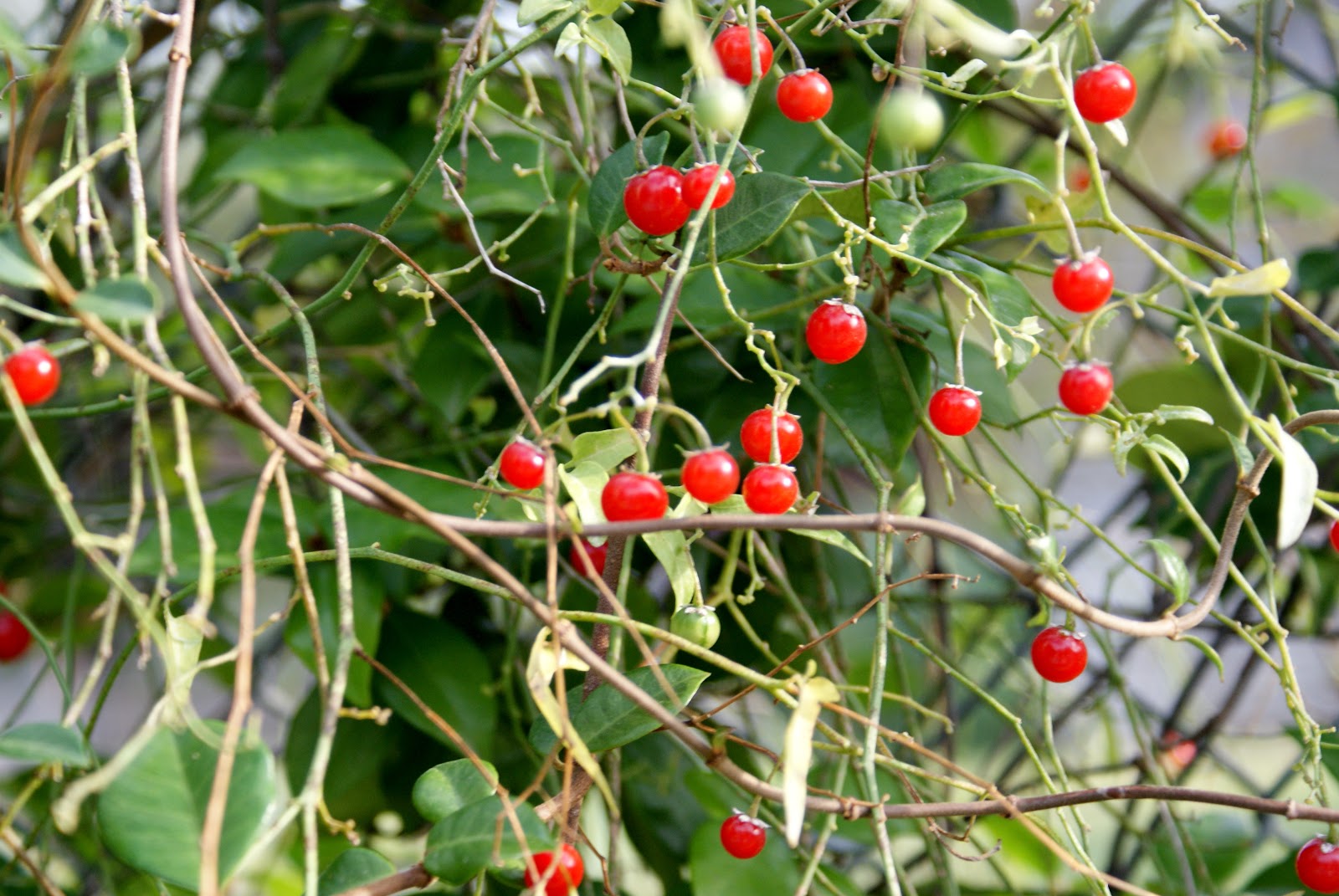 Amuse Me Blog Texas Red Berries