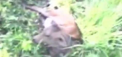 Increible imagenes donde encuentran un hombre violando una vaca.