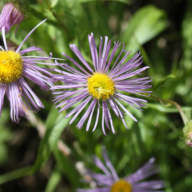 Sparrows & Spatulas hiking mondays aspen