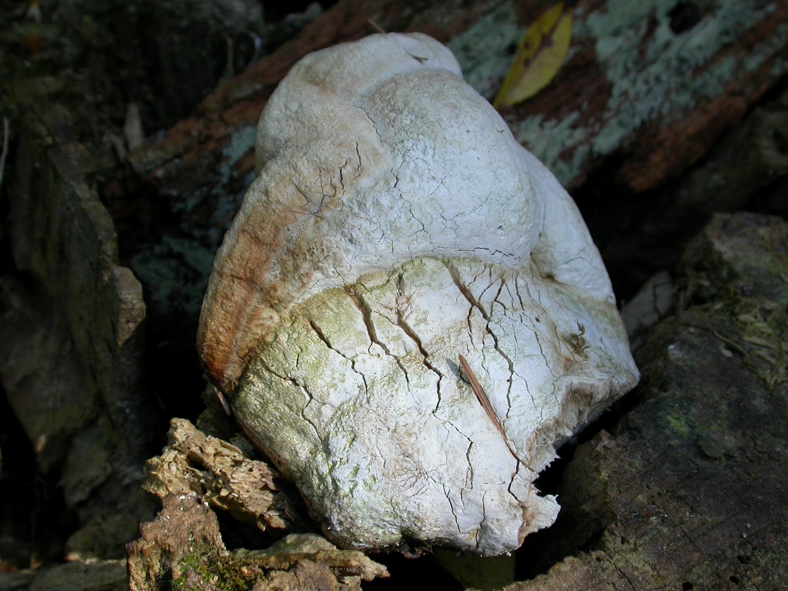 Terry Taylor's Ecology Notes Agarikon Old Growth Medicine