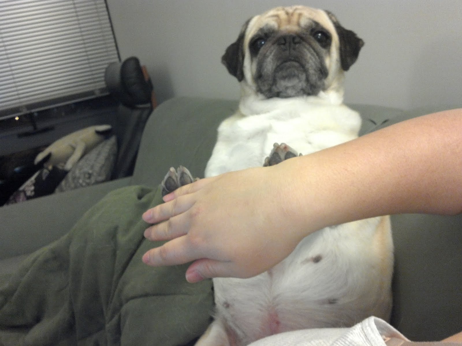 pug belly lil smug pug just say no to belly rubs pug belly lil smug pug just say no to belly rubs