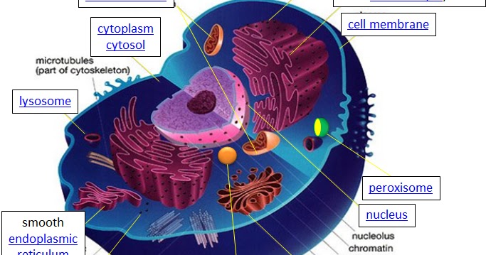 cell definition learn biology cell theory definition