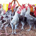 Indonesia to Export Chicken On Overproduction