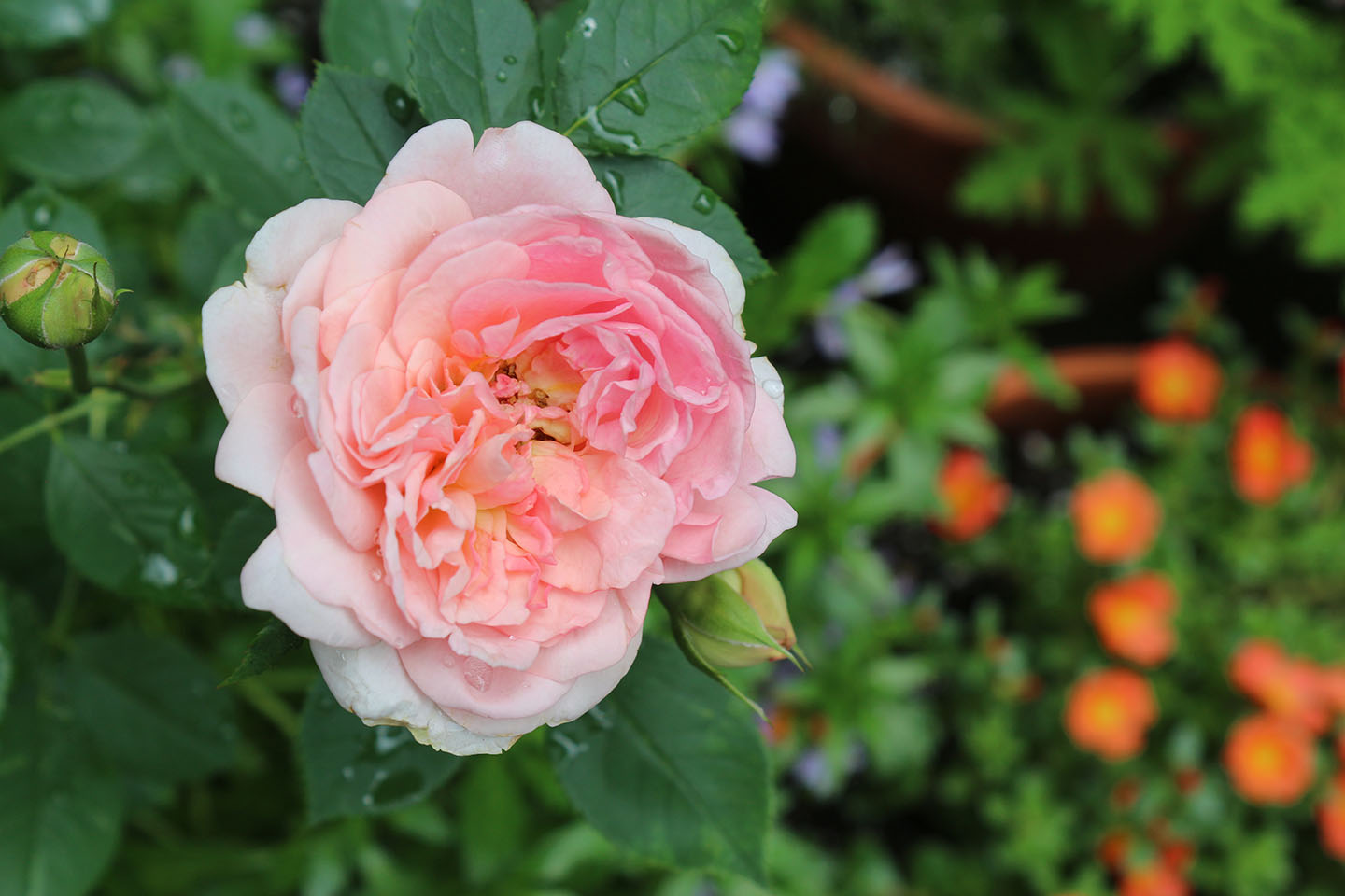 66 Square Feet (Plus) Raspberries and roses