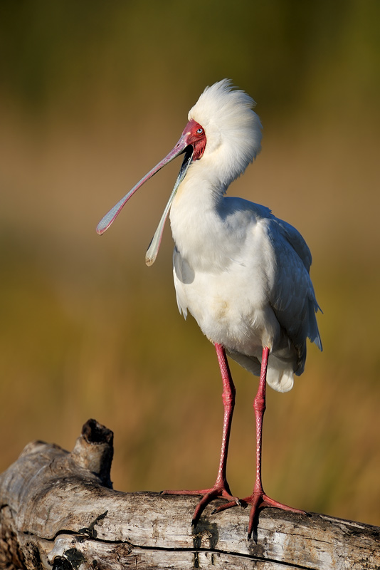 Eric Landsberg Wildlife Photography: African Spoonbill