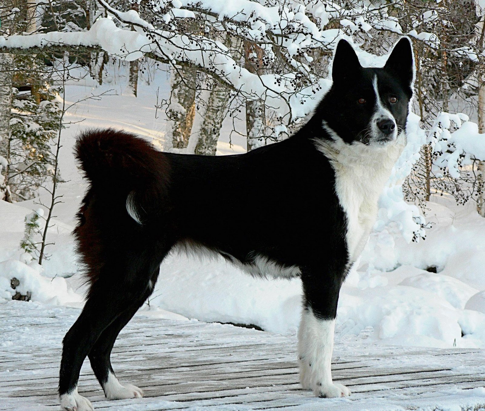 Tahltan Bear Dog For Sale Tahltan Bear Dog For Sale