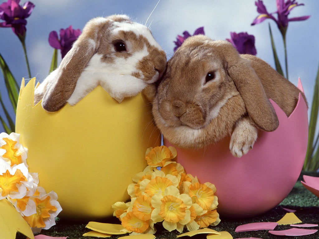 Cute Easter Bunnies