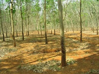 Deforestation by Vietnamese rubber plantations 400,000 hectares by 2030 the largest land-grabs ever