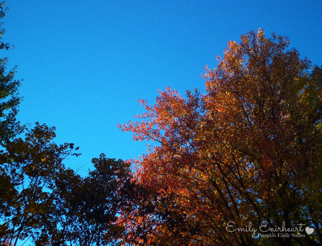Colorful leaves on a tree during the fall and a blue sky.
