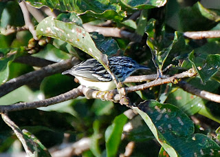 Pygmy Antwren, Myrmotherula brachyura