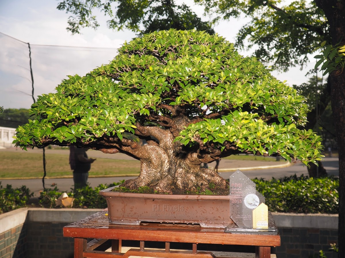 Philippinewide Philippine Bonsai Society 2015 Show and Competition