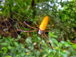 GOLDEN ORB WEAVER