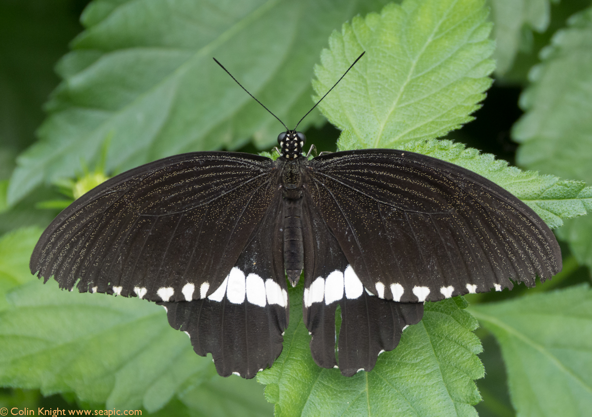 Common Mormon