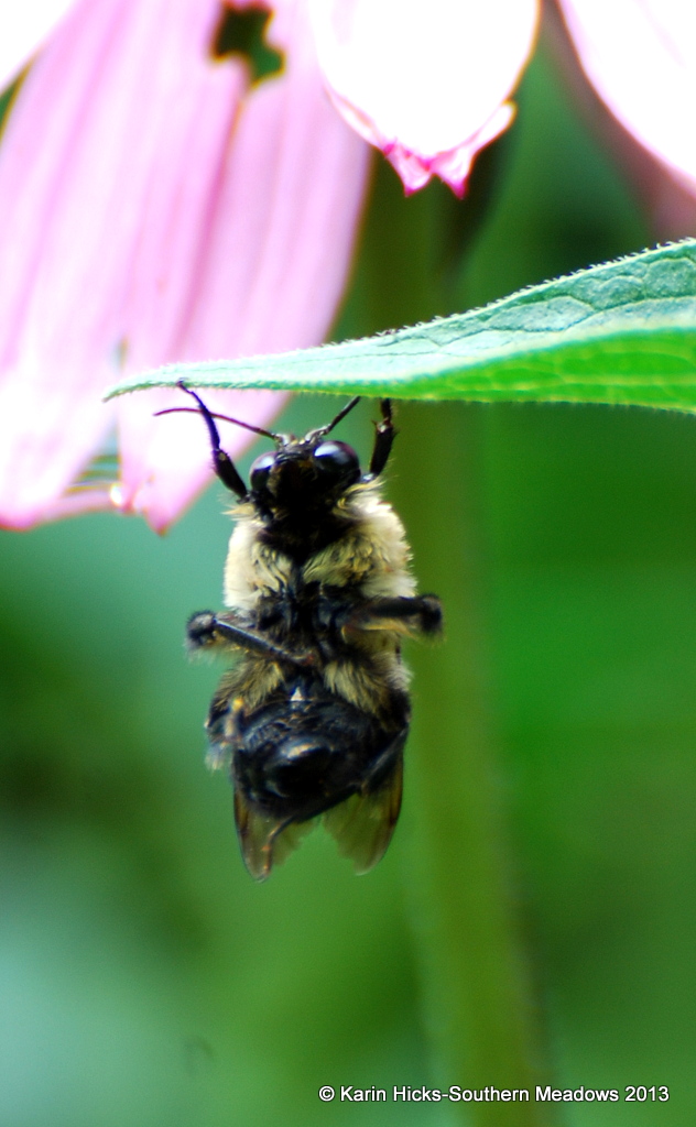 What happens to a bee that gets caught in the rain...