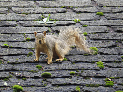 fox squirrel
