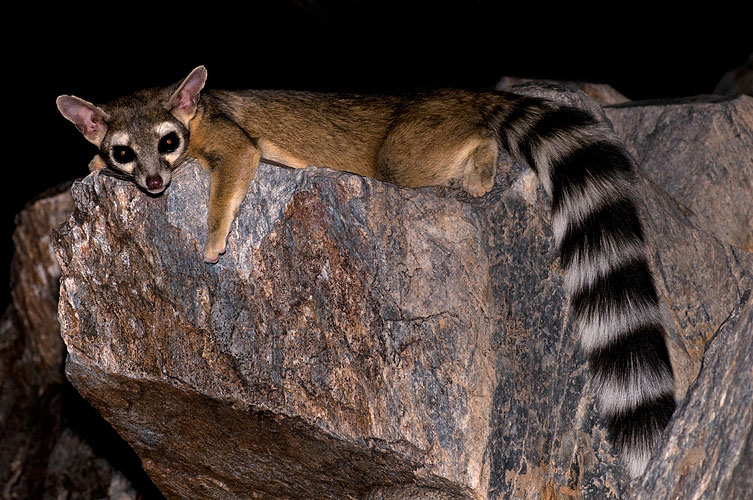 Raring Ringtail Ubuntu - Hackem