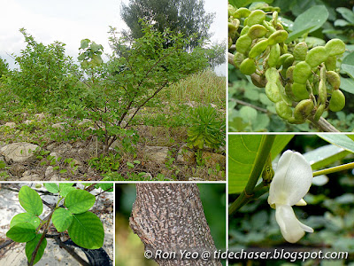 Horse Bush (Dendrolobium umbellatum) Horse Bush (Dendrolobium umbellatum)