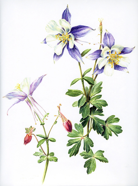 Columbine Flower Line Drawing : Botanical illustration june