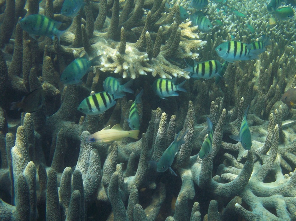 LET'S GO AROUND THE WORLD!!!: GILI RENGIT ISLAND, ANOTHER UNDER WATER