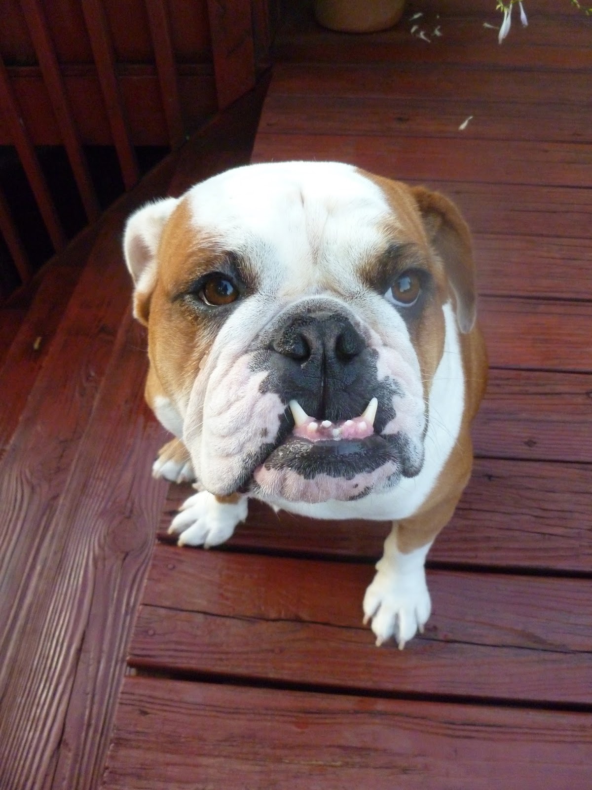 Cute Bulldog With Underbite - l2sanpiero