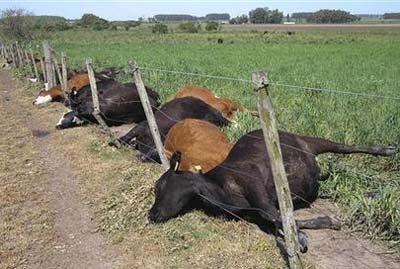 cattle industry