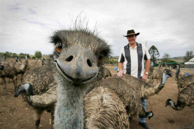An emu is doing photobomb, animal photobomb, funny photobomb, funny animal