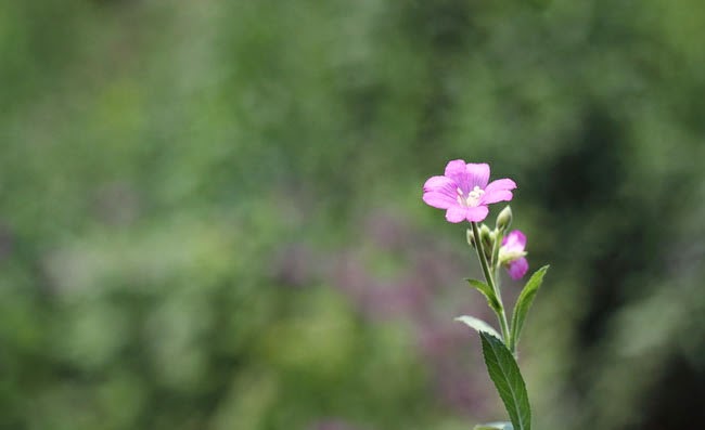 Great Willowherb Flowers Pictures Great Willowherb Flowers Pictures